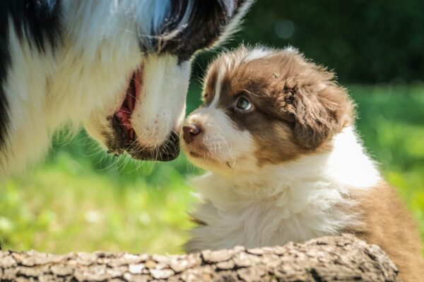 36. Steps to Ensure Your Puppy Thrives